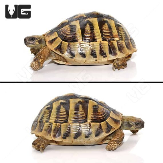 ug Giant Female Hermanns Tortoise 1