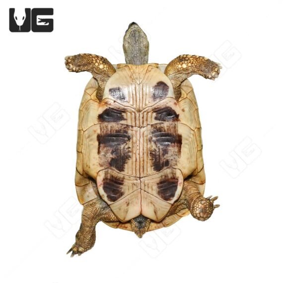 ug Giant Female Hermanns Tortoise 3