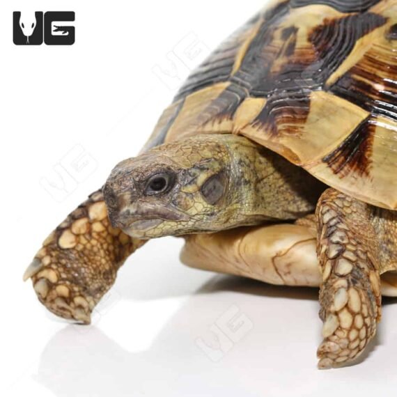 ug Giant Female Hermanns Tortoise 4