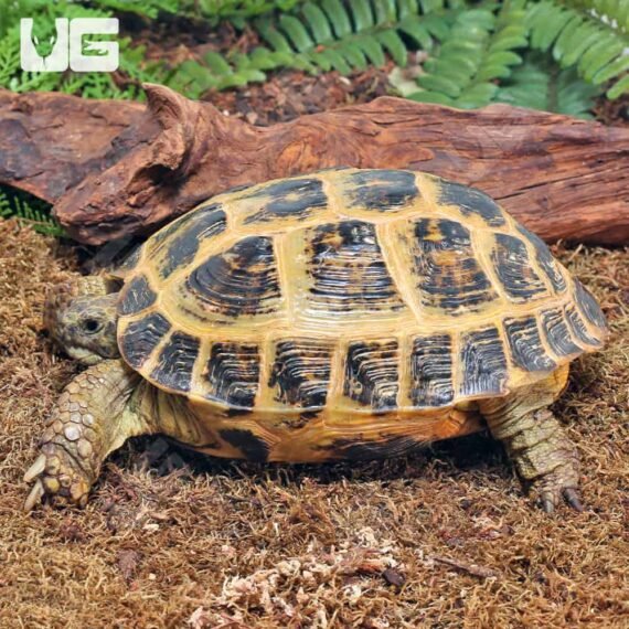ug Jumbo Female Russian Tortoise 1
