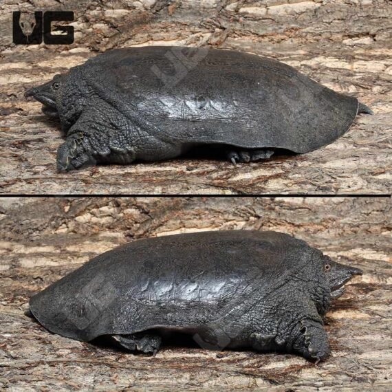 Malayan Softshell Turtle