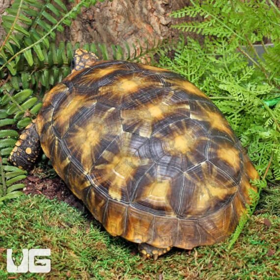 ug Sub Adult Amazon Basin Yellow Foot Tortoise 3 1