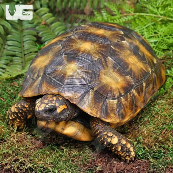 ug Sub Adult Amazon Basin Yellow Foot Tortoise 5