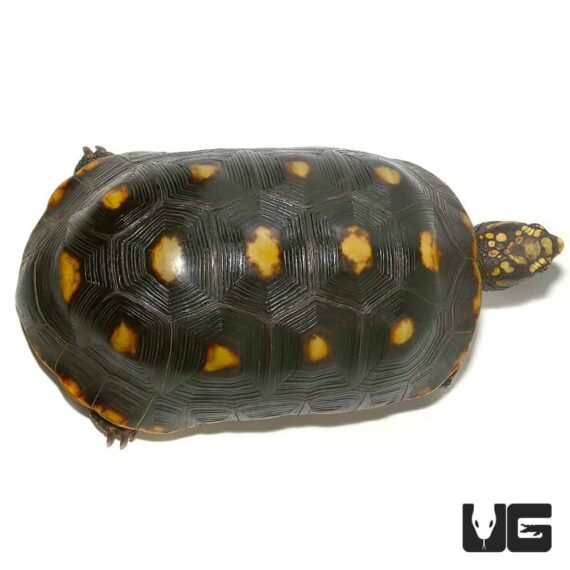 ug adult redfoot tortoise 1