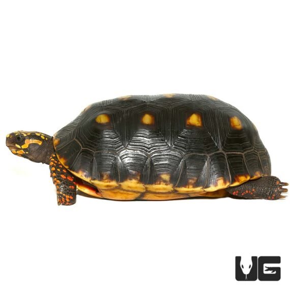 ug adult redfoot tortoise 3