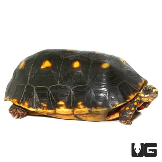 ug adult redfoot tortoise 4