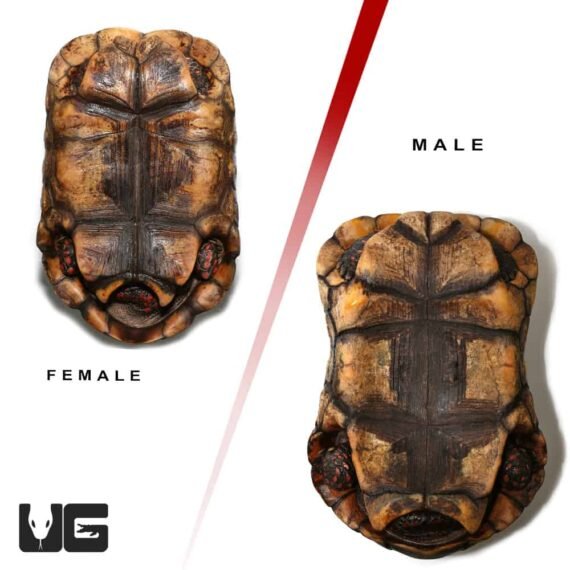 ug adult suriname redfoot tortoise pair 1 3 1