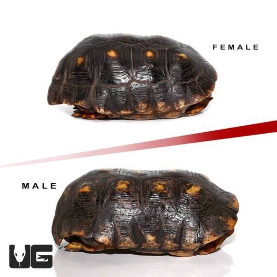 ug adult suriname redfoot tortoise pair 1 4