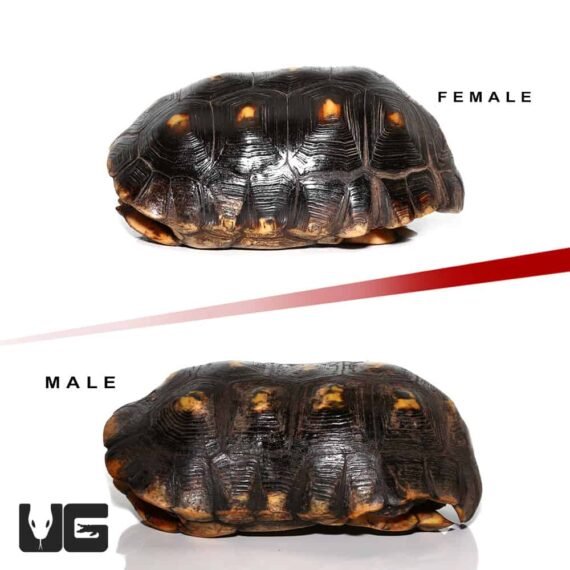 ug adult suriname redfoot tortoise pair 1 5