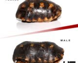 Blonde Male Greek Tortoise