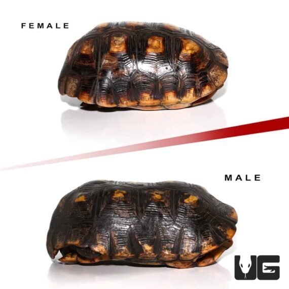 ug adult suriname redfoot tortoise pair 2 2