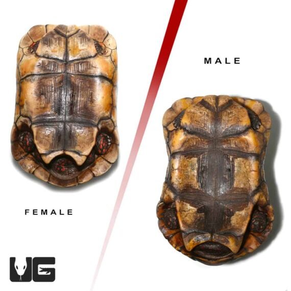 ug adult suriname redfoot tortoise pair 2 5