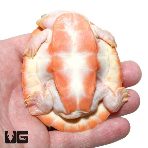 ug albino pinkbelly sideneck turtle 3 990x990 1
