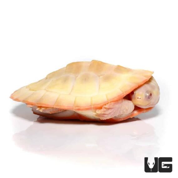ug albino pinkbelly sideneck turtle 4