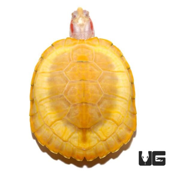 ug albino red ear slider turtle 2 990x990 1