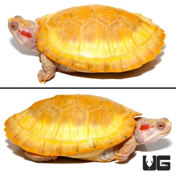 ug albino red ear slider turtle 4 990x990 1