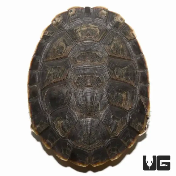 ug argentine sideneck turtle 2 1.jpg