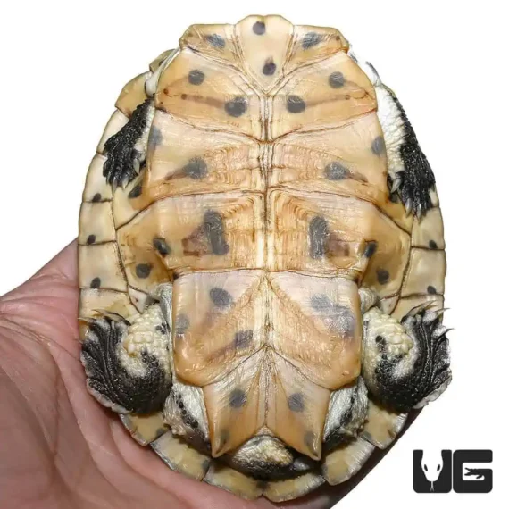 ug argentine sideneck turtle 3.jpg