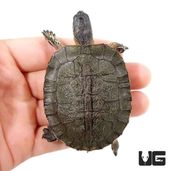 ug baby black wood turtle 2 990x990 1