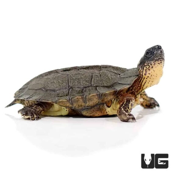 ug baby black wood turtle 3 990x990 1