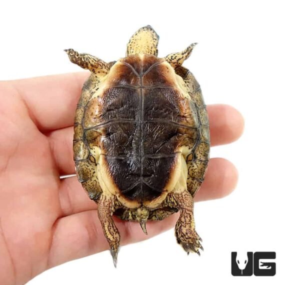 ug baby black wood turtle 4 990x990 1