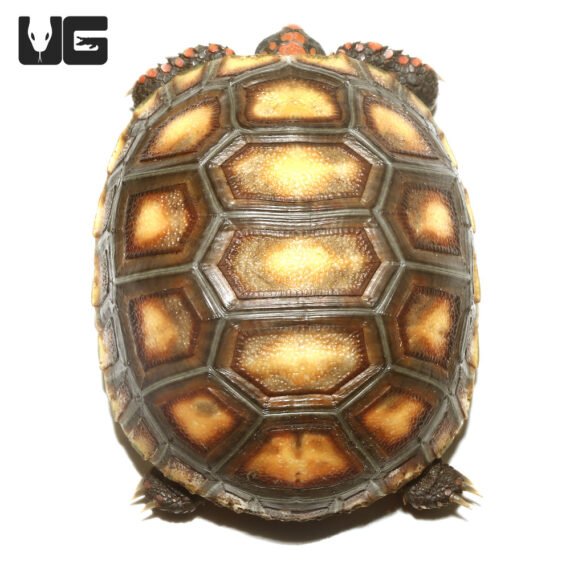 ug baby bolivian red foot 3