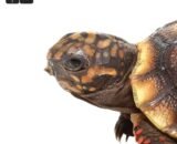 Baby Redfoot Tortoise