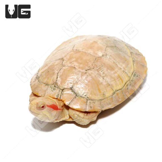 Female Albino Red Ear Slider Turtle