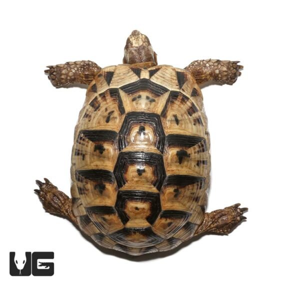 ug female greek tortoise 4 2