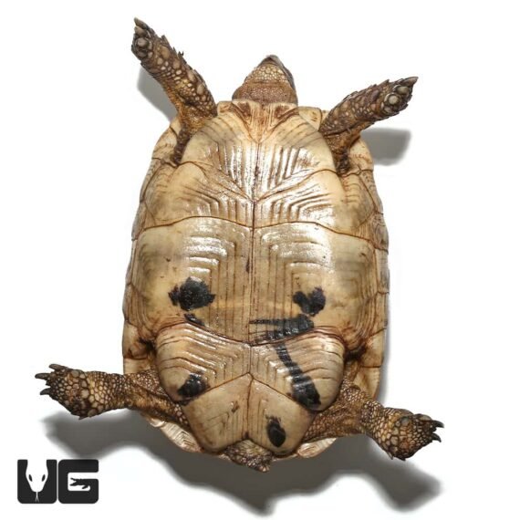 ug female greek tortoise 4 3