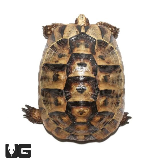 ug female greek tortoise 5 2 1