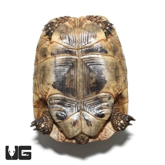 ug female greek tortoise 5 3 1