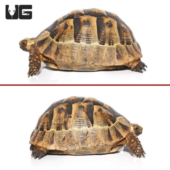 ug female greek tortoise 5 4 1