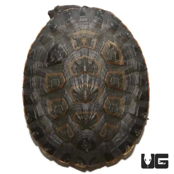 ug geoffreys sideneck turtle 2.jpg