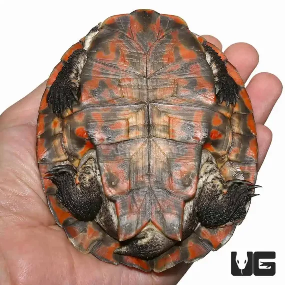 ug geoffreys sideneck turtle 3.jpg