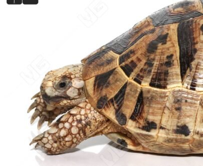 Giant Female Greek Tortoise