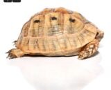ug greek tortoise 1 1 1
