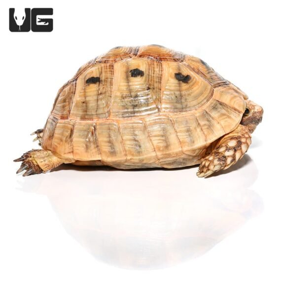 ug greek tortoise 1 1