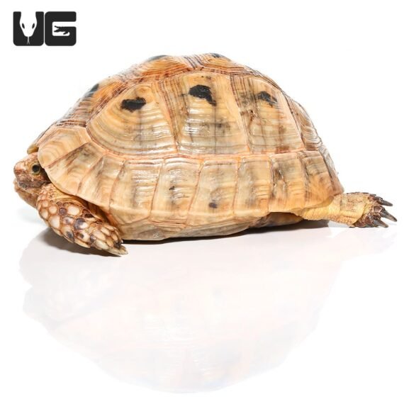 ug greek tortoise 1 2