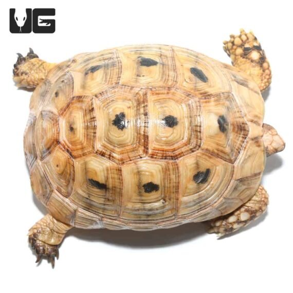 ug greek tortoise 1 4