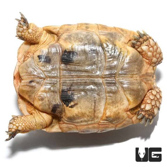 ug greek tortoise 1 5