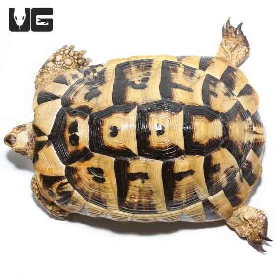 ug greek tortoise 2 4