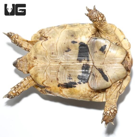 ug greek tortoise 2 5 1