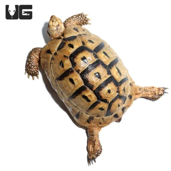 ug greek tortoise 3 2