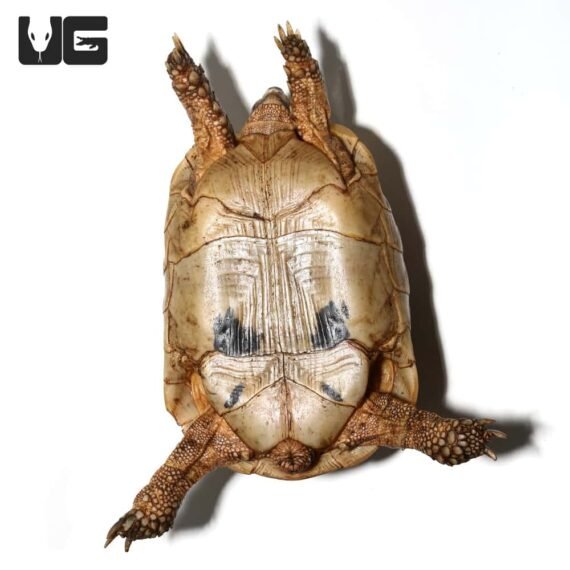 ug greek tortoise 3 3