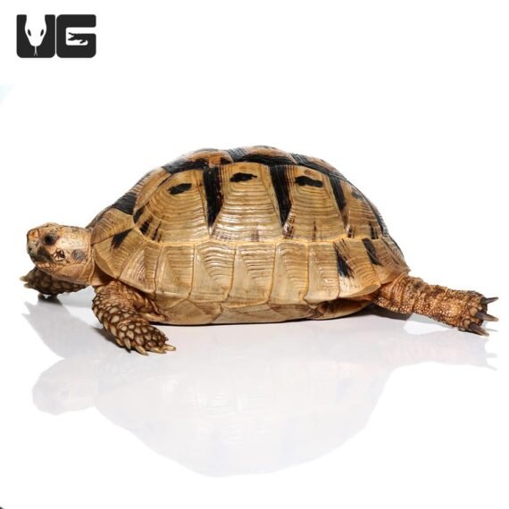 ug greek tortoise 3 4