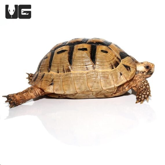 ug greek tortoise 3 5