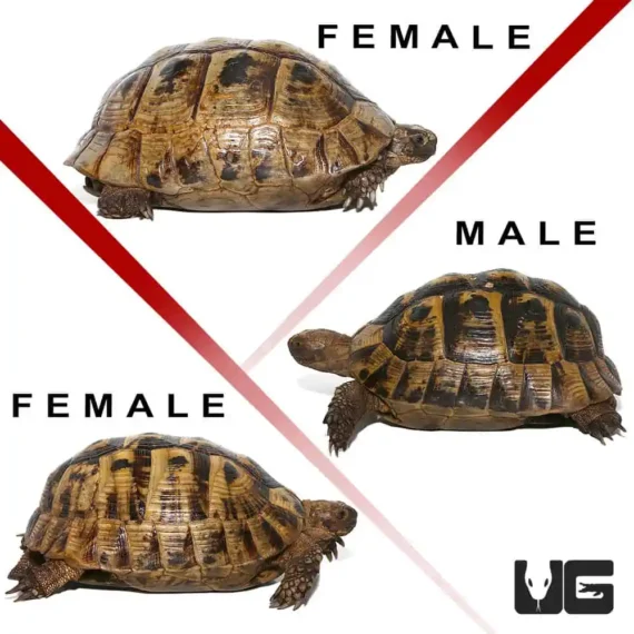 ug greek tortoise trio 3 4.jpg