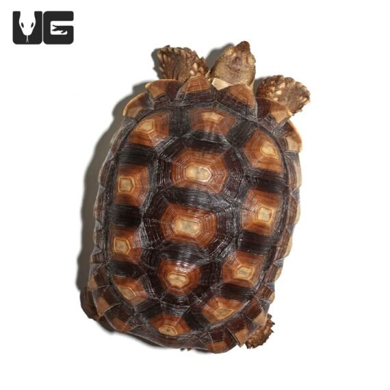 ug juvenile female sulcata tortoise 2 2