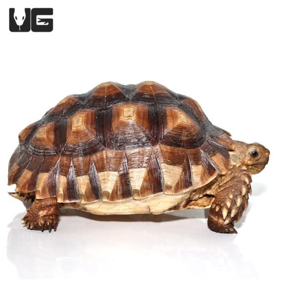 ug juvenile female sulcata tortoise 2 4 1